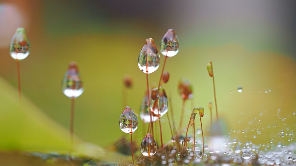 Waterdruppels op planten benadrukken belang van water in Wereld Water Dag betekenis
